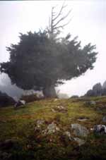 Bra&ntilde;a de los Tejos