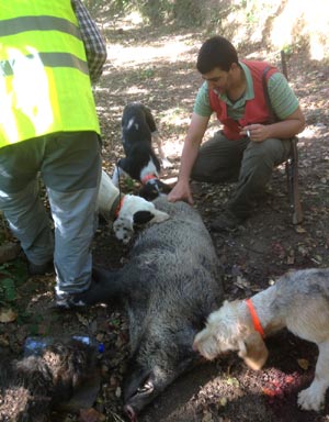 Solamente se logr� este jabal�