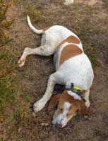 As&iacute; de agotados quedaron los perros