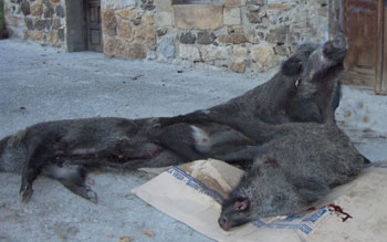 Los tres jabal&iacute;s abatidos