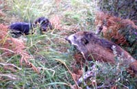 Los perros acosando al herido jabal&iacute;