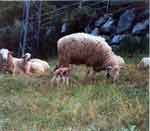 Oveja reci&eacute;n parida